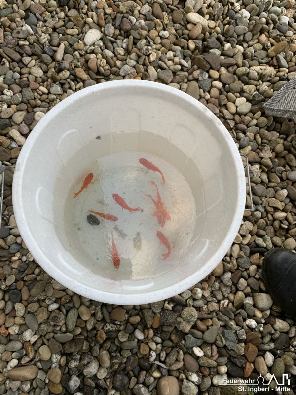 Öl auf Gewässer, Kantstraße (Hassel)