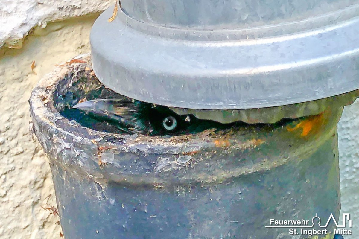 Einsatz Tier, Rockentalstraße