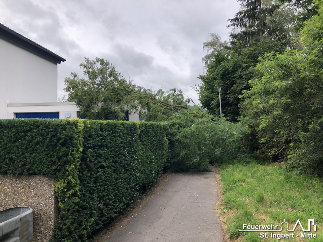 Baum umgestürzt, Rosenstraße