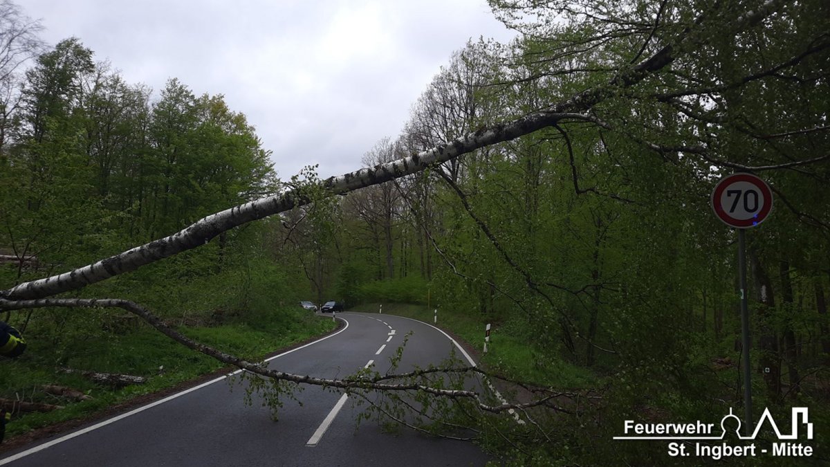 Baum auf Fahrbahn, L244