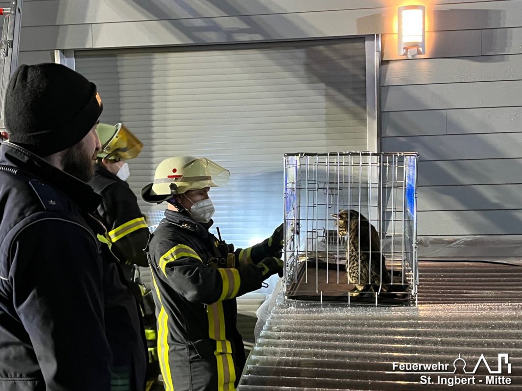 Einsatz Tier, Kaiserstraße