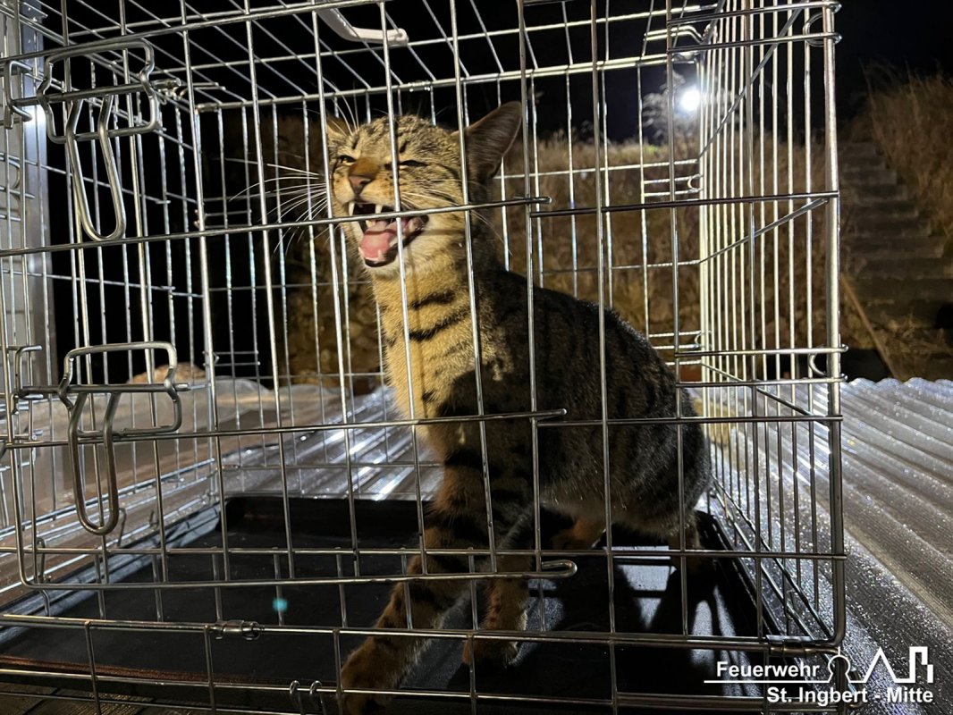 Einsatz Tier, Kaiserstraße