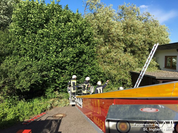 Baum auf Gebäude, Altenwalder Straße