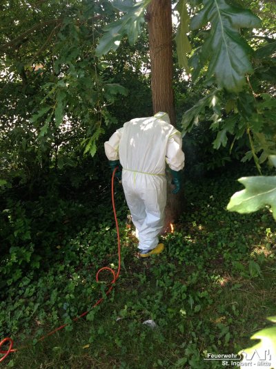 Eichenprozessionsspinnerraupen, Am Mühlwald