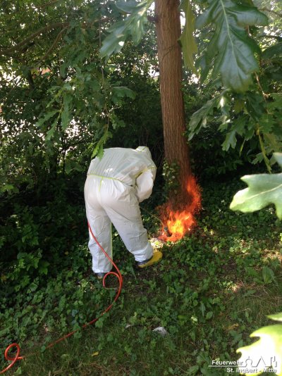 Eichenprozessionsspinnerraupen, Am Mühlwald