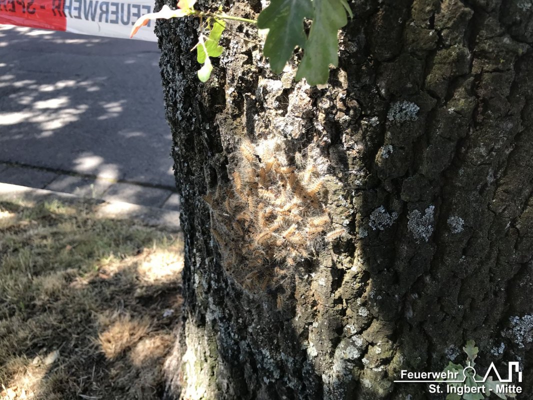 Erkundung Eichenprozessionsspinner, Stadtgebiet St. Ingbert