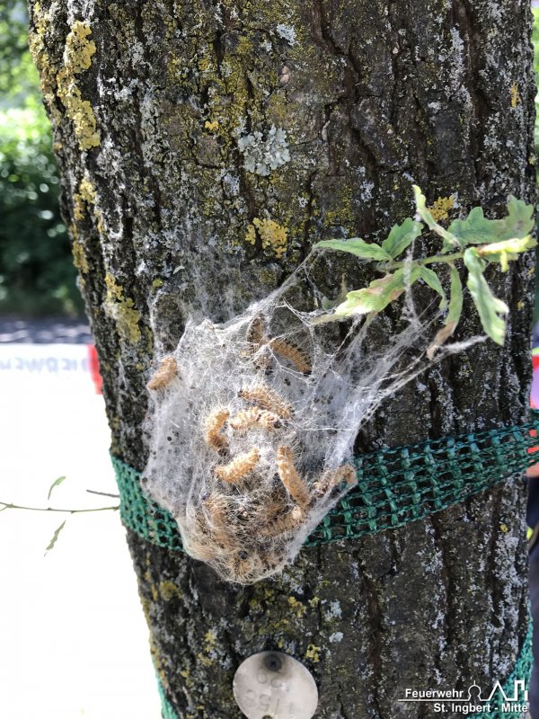 Erkundung Eichenprozessionsspinner, Stadtgebiet St. Ingbert