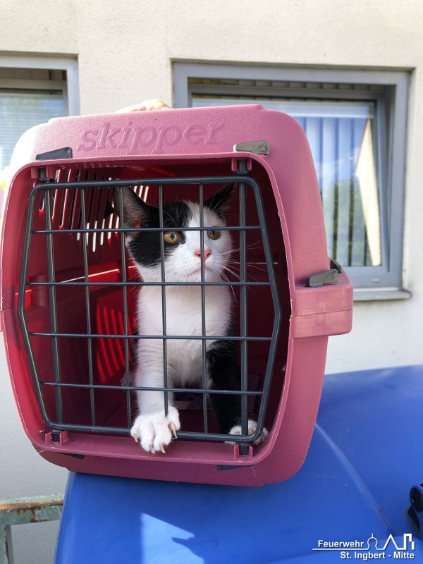 Tier in Notlage, Kaiserstraße