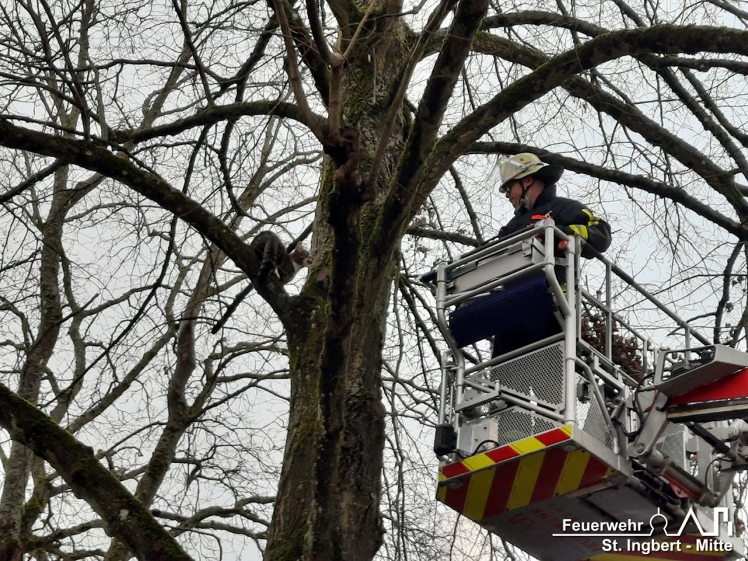 Einsatz Tier, Hildegardstraße